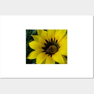 Gazania 12 - Gazania with Bee photograph Posters and Art